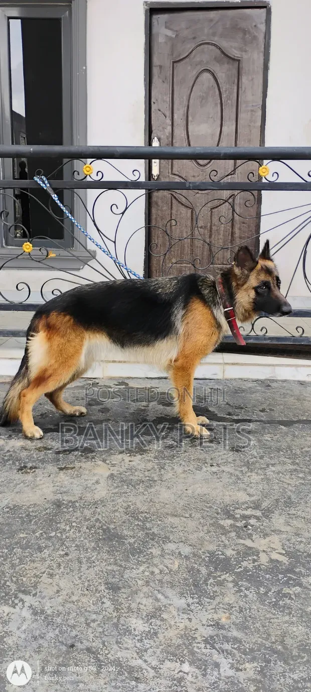 Macefiyar German Shepherd Mai Shekara 1+ Kyakkyawa - 1