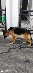 Macefiyar German Shepherd Mai Shekara 1+ Kyakkyawa - 2