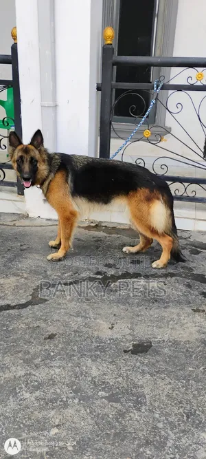 1+ Year Female Purebred German Shepherd