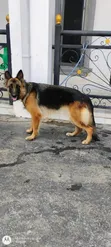 Macefiyar German Shepherd Mai Shekara 1+ Kyakkyawa - 3