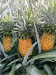 Fresh Fruits for Sale and Delivery - 3