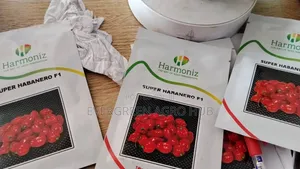 Super Habanero F1 Pepper Seeds (500 Seeds)