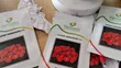 Super Habanero F1 Pepper Seeds (500 Seeds) - 1