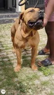 Purebred Boerboel Male, 1+ Year Old - 1