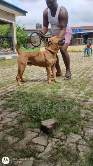 Purebred Boerboel Male, 1+ Year Old
