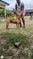 Purebred Boerboel Male, 1+ Year Old - 2