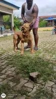 Purebred Boerboel Male, 1+ Year Old - 3