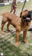 Purebred Boerboel Male, 1+ Year Old - 4