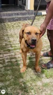 Purebred Boerboel Male, 1+ Year Old - 5