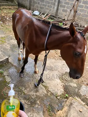 Healthy 3-Year-Old Barb Horse for Sale