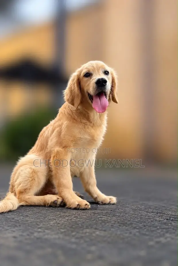 Zuriya Mai Tsarki Ta Golden Retriever, Watan Yarinya 5 - 1