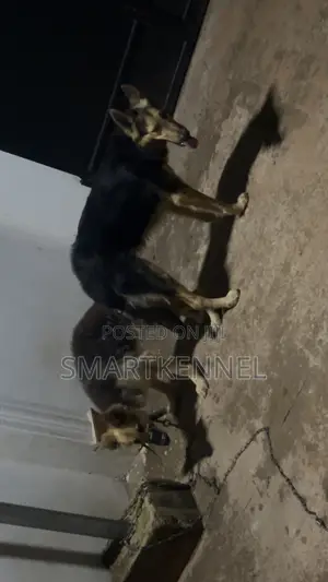 Mazaunin Cikakken Jini na German Shepherd - Shekara 1+