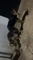 Mazaunin Cikakken Jini na German Shepherd - Shekara 1+ - 1