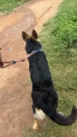 Mazaunin Cikakken Jini na German Shepherd - Shekara 1+ - 2