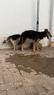 Mazaunin Cikakken Jini na German Shepherd - Shekara 1+ - 3