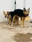 Mazaunin Cikakken Jini na German Shepherd - Shekara 1+ - 4