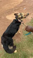 Mazaunin Cikakken Jini na German Shepherd - Shekara 1+ - 5