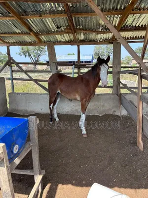 Well Behaved Horse
