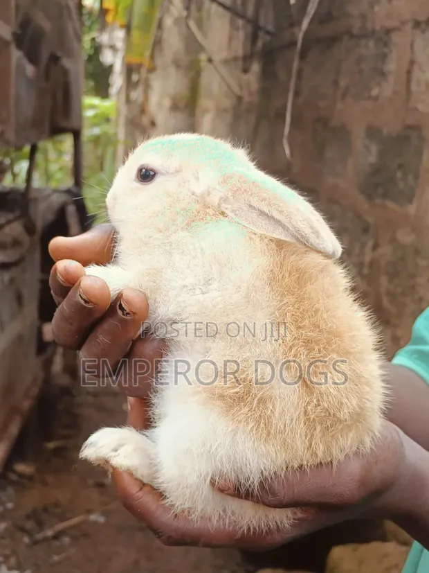 Pet Bunnies - 1