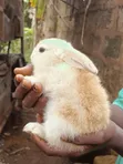 Pet Bunnies - 1