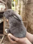 Pet Bunnies - 2