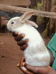 Pet Bunnies - 3