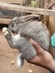 Pet Bunnies - 4