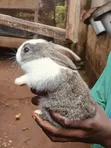Pet Bunnies - 5