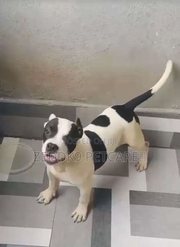 Female American Bully Puppy, 1-3 Months Old - 1