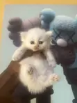 Purebred Persian Kitten - 1-3 Months Old - 1