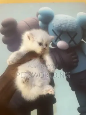 Purebred Persian Kitten - 1-3 Months Old