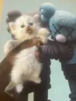 Purebred Persian Kitten - 1-3 Months Old - 3