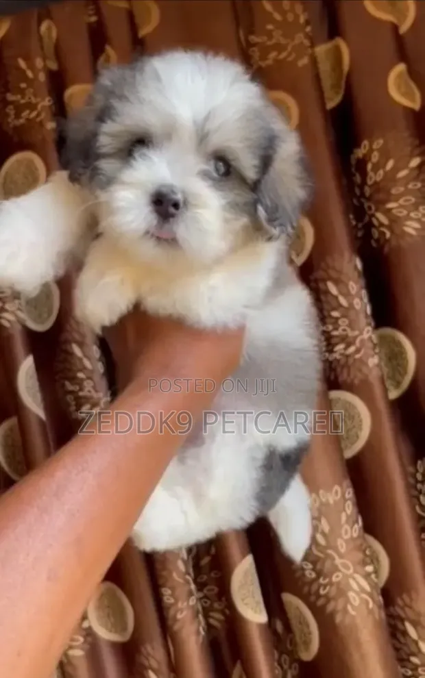 Purebred Lhasa Apso Puppy (1-3 Months) - 1