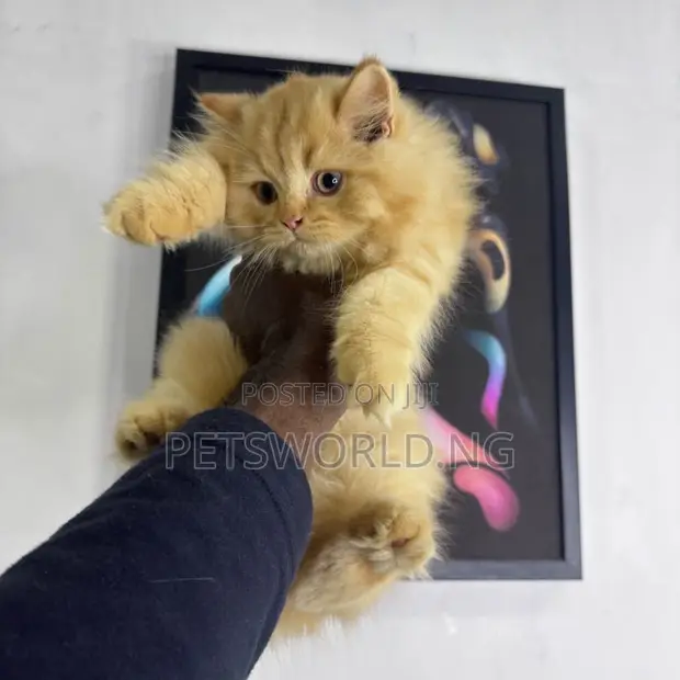 1-3 Watan Namiji Murni British Shorthair Kyanwa - 1