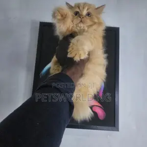 1-3 Watan Namiji Murni British Shorthair Kyanwa