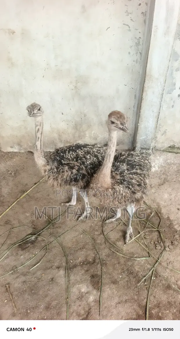 Adolescent Ostriches - 1