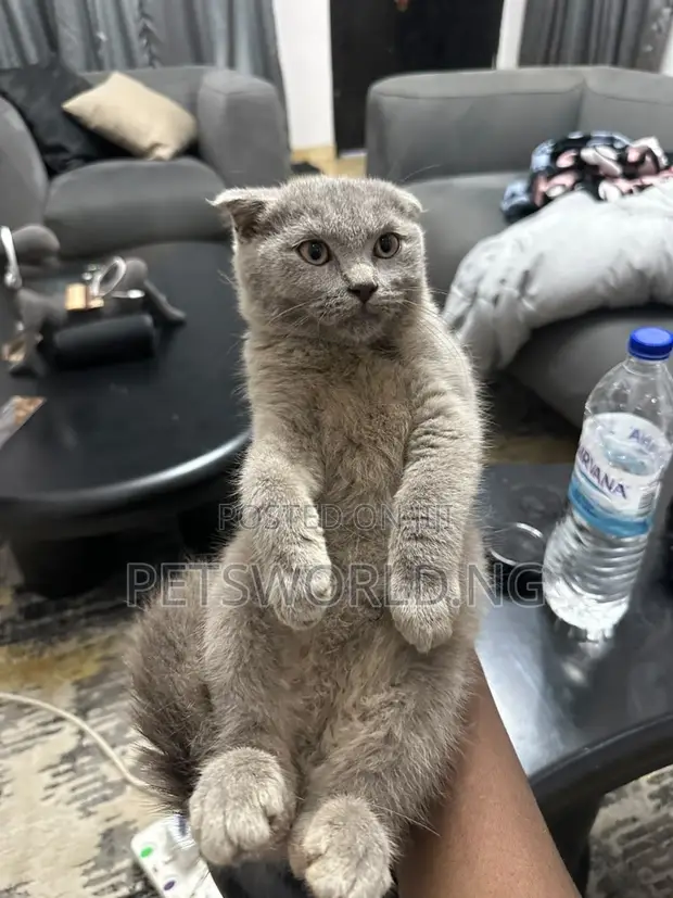 Purebred Scottish Fold Kitten - 1-3 Months Old - 1