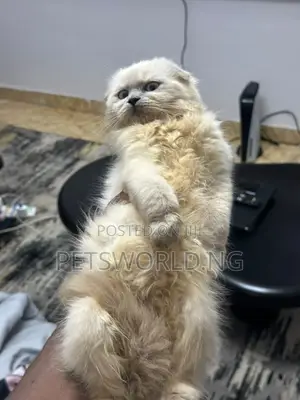 Kyanwa Scottish Fold 'Yar Gida Mai Tsarki - Wata 1-3