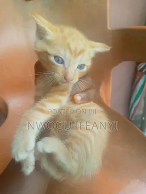 1-3 Month Male Mixed Breed Tabby Cat
