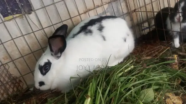 Rabbit Meat for Sale - 1