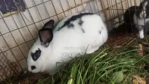 Rabbit Meat for Sale