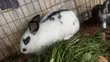Rabbit Meat for Sale - 1