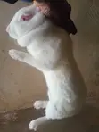 Rabbit Meat for Sale - 2