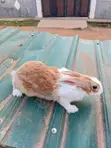 Rabbit Meat for Sale - 3