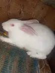 Rabbit Meat for Sale - 4