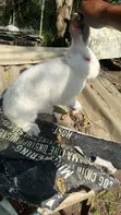 Rabbit Meat for Sale - 5