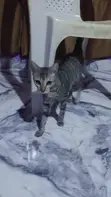 Female Mixed Breed Tabby Cat, 6-12 Months - 2