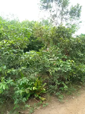 Acre 250 na Filin Noma don Siyarwa a Abeokuta, Jihar Ogun