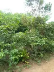 Acre 250 na Filin Noma don Siyarwa a Abeokuta, Jihar Ogun - 1