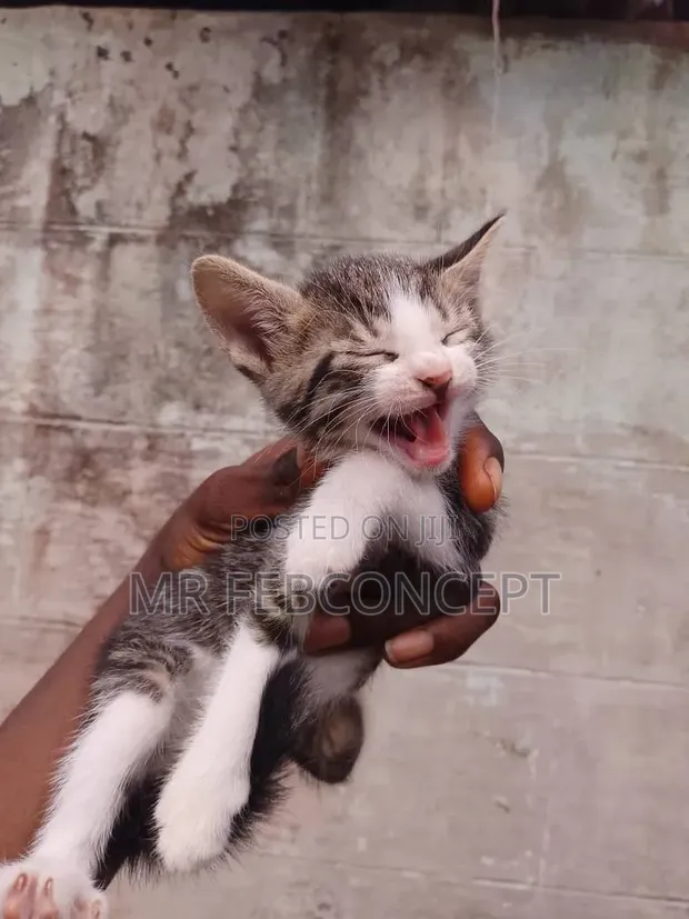 Kare Namiji Mai Gauraye Jinsin American Shorthair, Watan 1-3 - 1